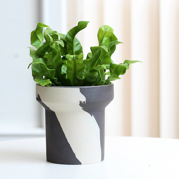 Creative Clashing Ceramic Succulent Fern Tuber Planters